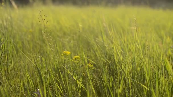 Green Grass Grass Field Beautiful Nature — Stock Video
