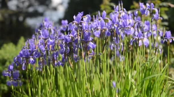 Квіти Кокер Красиві Квіти Красива Природа — стокове відео