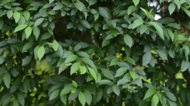 yaprak dokusu. yakın çekim yaprakları