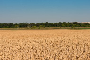 wheat field. beautiful field. spikelets of wheat. wheat harvest