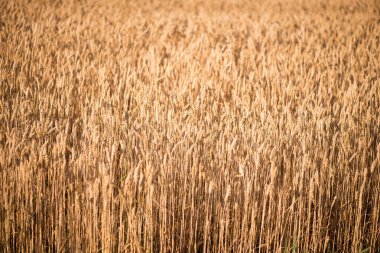 wheat field. beautiful field. spikelets of wheat. wheat harvest