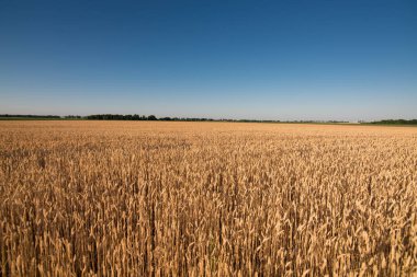 wheat field. beautiful field. spikelets of wheat. wheat harvest