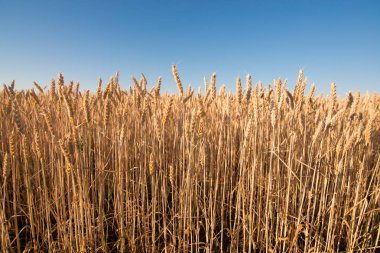 wheat field. beautiful field. spikelets of wheat. wheat harvest