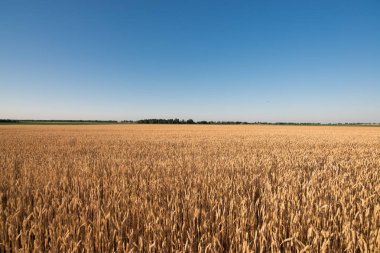 wheat field. beautiful field. spikelets of wheat. wheat harvest
