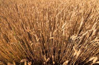 wheat field. beautiful field. spikelets of wheat. wheat harvest