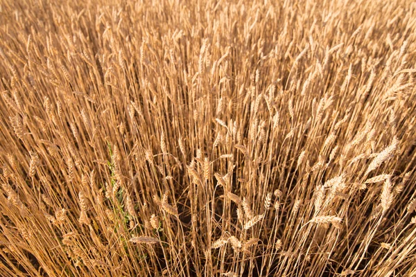 wheat field. beautiful field. spikelets of wheat. wheat harvest
