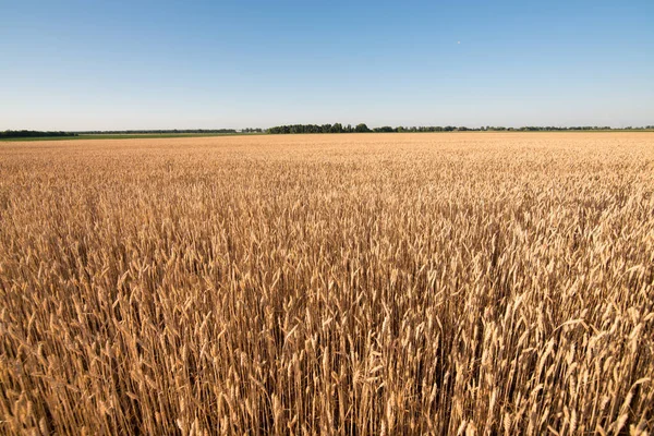 wheat field. beautiful field. spikelets of wheat. wheat harvest