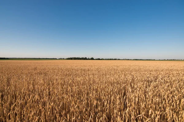 wheat field. beautiful field. spikelets of wheat. wheat harvest
