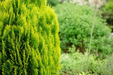 Köknar ağaçları kapanır. birçok şube. güzel doğa
