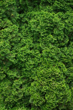 Köknar ağaçları kapanır. birçok şube. güzel doğa