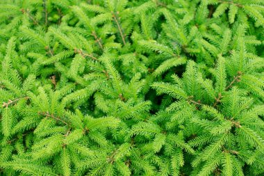 Köknar ağaçları kapanır. birçok şube. güzel doğa