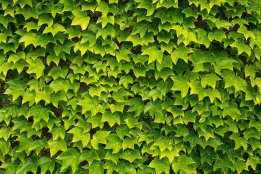 peyzaj tasarımı. güzel doğa