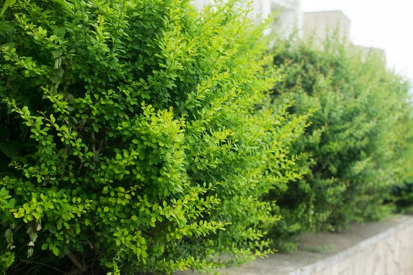 Landskapsplanering Vacker Natur — Stockfoto