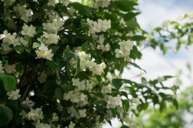 yasemin yakın çekim. Yasemin çiçek açar. güzel yasemin çiçekleri