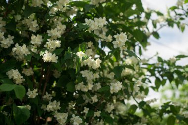 yasemin yakın çekim. Yasemin çiçek açar. güzel yasemin çiçekleri