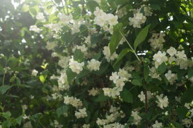 yasemin yakın çekim. Yasemin çiçek açar. güzel yasemin çiçekleri