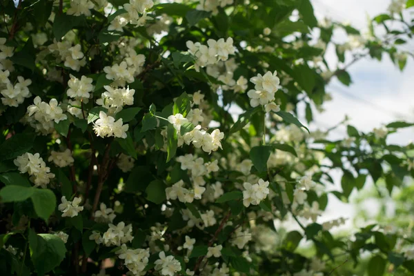 yasemin yakın çekim. Yasemin çiçek açar. güzel yasemin çiçekleri