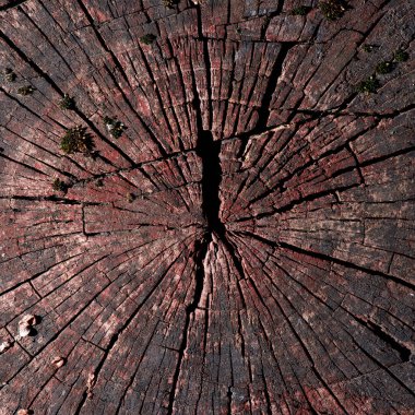 Bacak dokusu yakın plan. Tahta kütük dokusu