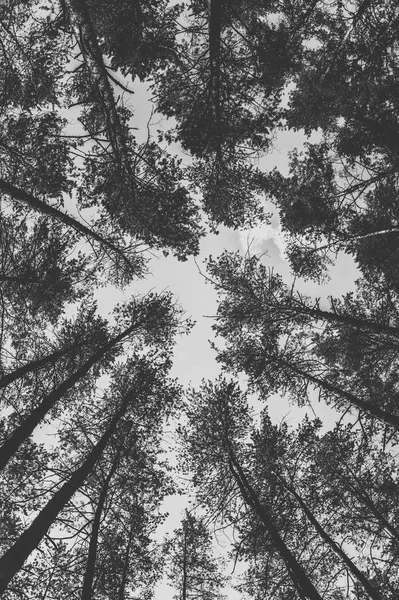 Ormandaki çam ağaçlarının en fazla. Tek renkli fotoğraf