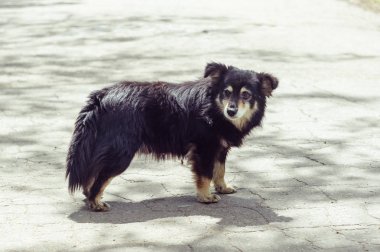 Sokakta küçük bir sokak köpeği