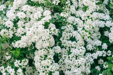 Bir dalı erkeçsakalı. Çiçek açan erkeçsakalı beyaz küçük çiçekler tarafından. Erkeçsakalı duvar kağıdı