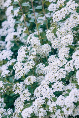 Bir dalı erkeçsakalı. Çiçek açan erkeçsakalı beyaz küçük çiçekler tarafından. Erkeçsakalı duvar kağıdı