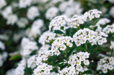 Bir dalı erkeçsakalı. Çiçek açan erkeçsakalı beyaz küçük çiçekler tarafından. Erkeçsakalı duvar kağıdı