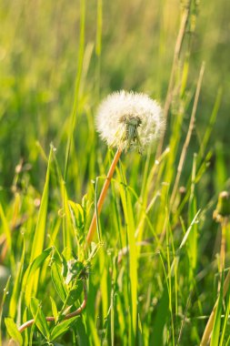 Yeşil çim Beyaz hindiba. Olgun karahindiba closeup fotoğraf. Kabarık beyaz karahindiba çim sahada içinde closeup. Doğa renkli arka plan. Tonda, tarzı fotoğraf.