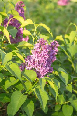 Güzel bir Lila ilkbaharda çiçek