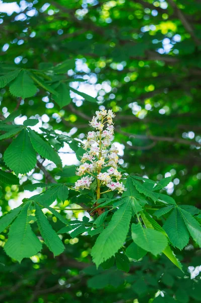 Die Schönen Blühenden Kastanien Frühsommer Nahaufnahme Foto Grüne Blätter Baum — Stockfoto