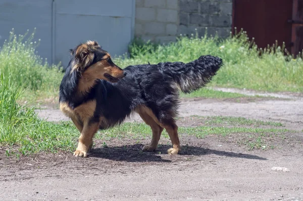 Sokakta Yalnız Sokak Köpeği Yeşil Çimen Evsiz Köpek — Stok fotoğraf