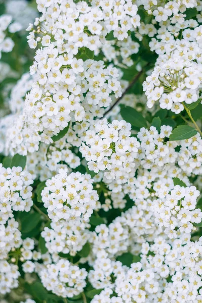 Egyik Ága Spirea Virágzó Spirea Fehér Kis Virágok Spirea Háttérkép — Stock Fotó