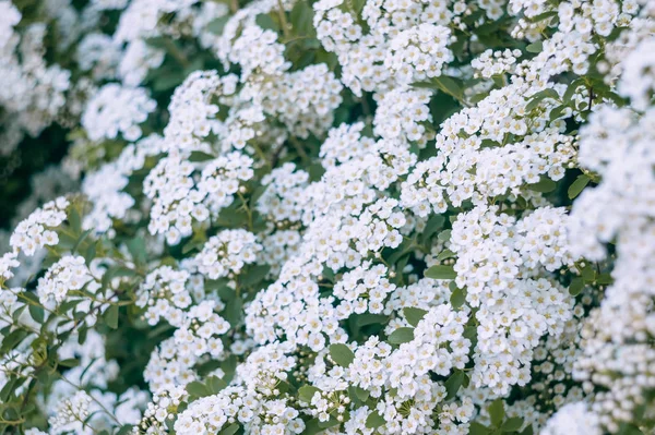 Oddział Tawuła Kwitnący Tawuła Przez Białe Kwiatuszki Tawuła Tapeta — Zdjęcie stockowe
