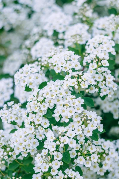 Branch Spirea Blooming Spirea White Small Flowers Spirea Wallpaper — Stock Photo, Image