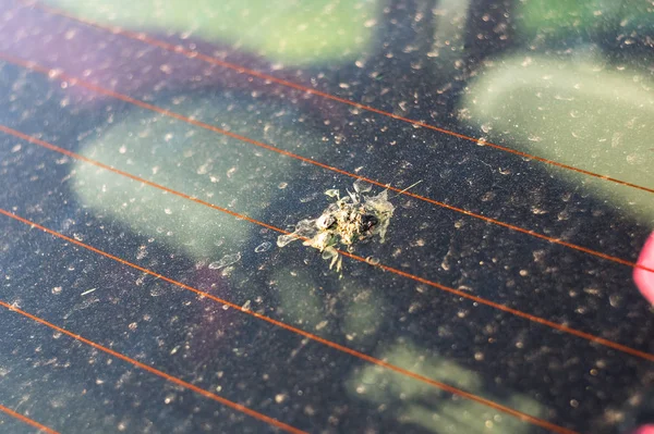 Vogel Guano Een Auto Stuk Van Vogels Shit Autoruit Achterzijde — Stockfoto