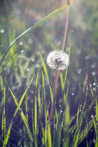 Biel Dandelion Zielonej Trawie Zbliżenie Zdjęcie Dojrzałe Mniszka Lekarskiego Zbliżenie — Zdjęcie stockowe