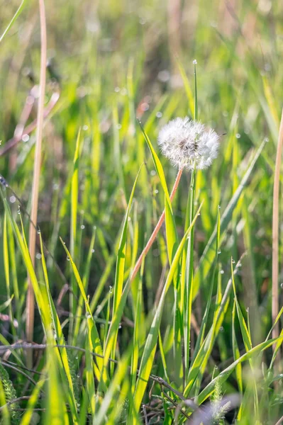 Biel Dandelion Zielonej Trawie Zbliżenie Zdjęcie Dojrzałe Mniszka Lekarskiego Zbliżenie — Zdjęcie stockowe