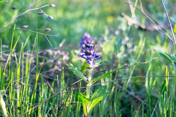 Kleine Blaue Feldblume Blume Auf Einem Feld Zwischen Grünem Gras — Stockfoto