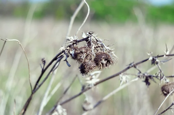 Erva Seca Espinhosa Silybum Seco Marianum Florescendo Dia Ensolarado Natureza — Fotografia de Stock