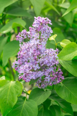 Güzel bir Lila ilkbaharda çiçek.