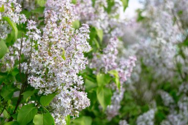 Güzel bir Lila ilkbaharda çiçek.