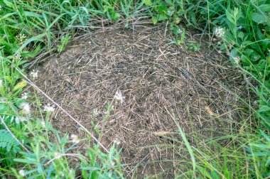 Küçük bir karınca yuvası çim. Bir karınca yuvası içinde kırmızı karıncalar