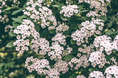 Bir dalı erkeçsakalı. Çiçek açan erkeçsakalı beyaz küçük çiçekler tarafından. Erkeçsakalı duvar kağıdı.