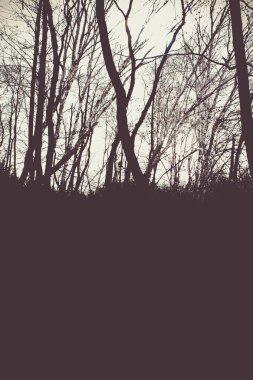 Sonbahar huş ağacı orman siluet tasarımı için.