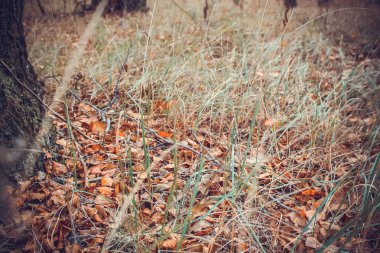Kuru ot ve yeşillik sonbahar ormanda düşmek.