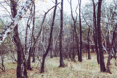 Huş Grove sonbaharın güzel manzara.
