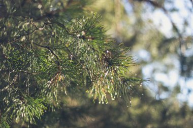 Çiğ damlaları ile Ladin şube.