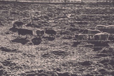 Vietnamca domuzlar. Mermer doğurmak. Tek renkli eski stil fotoğraf.