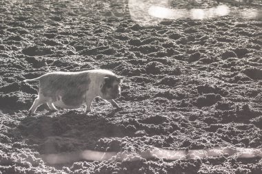 Domuz çiftliği mermer doğurmak. Tek renkli eski stil fotoğraf.