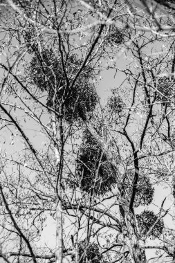 Paraziter Avrupa ökseotu veya ortak ökse otu Viscum ağaç. Tek renkli fotoğraf